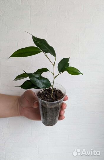 Комнатные растения 4