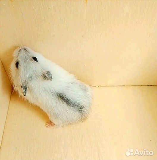 Джунгарский хомяк девочка и мальчик