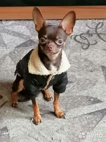 Куртка зимняя кожаная для собаки