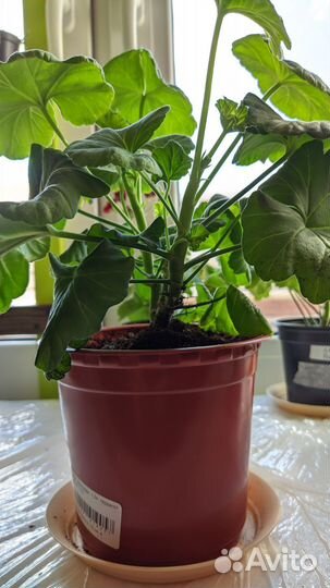 Пеларгония герань