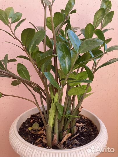 Замиокулькас долларовое дерево