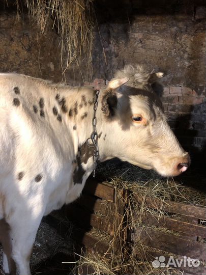Корова стельная дойная