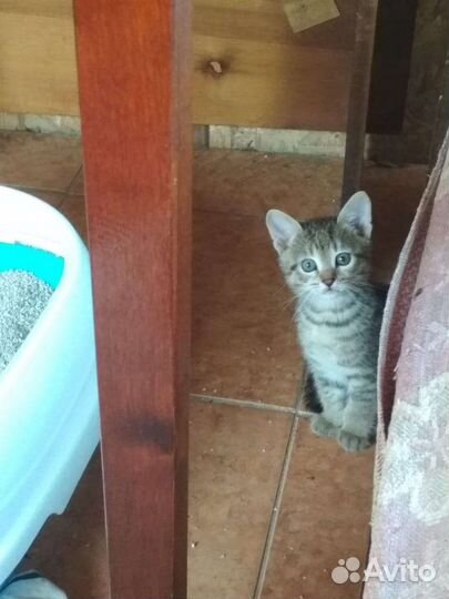 Бенгальские котята