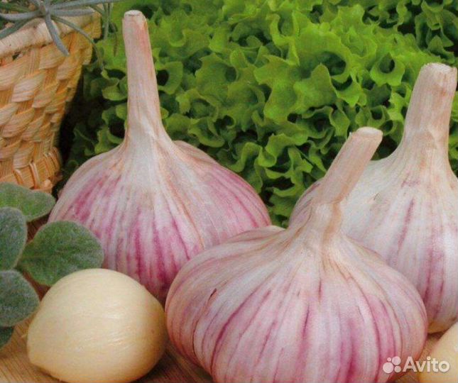 Чеснок крупный