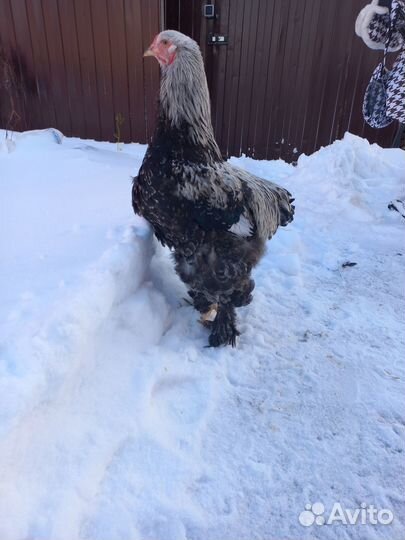 Семья Брама