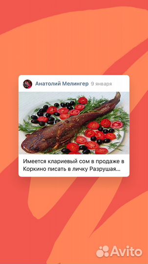 Рыба сом клареевый