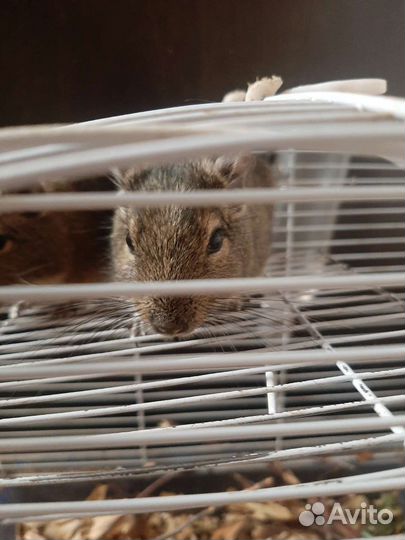 Белки Дегу агути с клеткой или без
