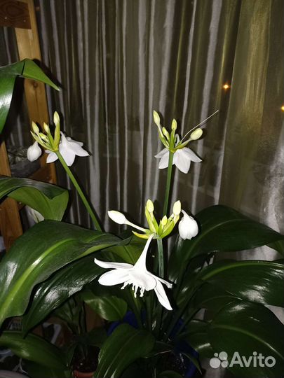 Эухарис или же амазонская лилия