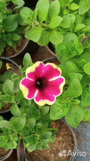 Цветы оптом и в розницу