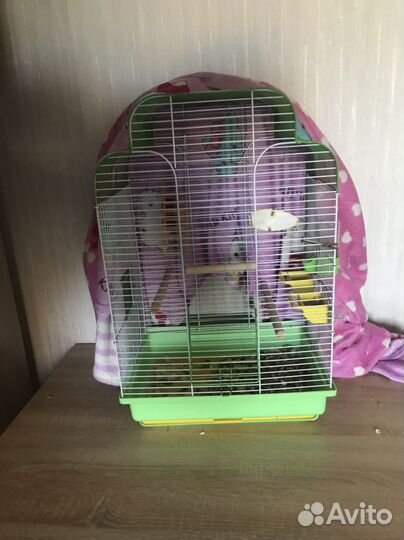 Попугай корелла с клеткой