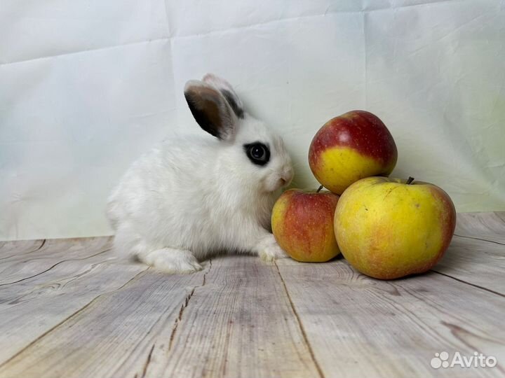 Ручные карликовые крольчата мини