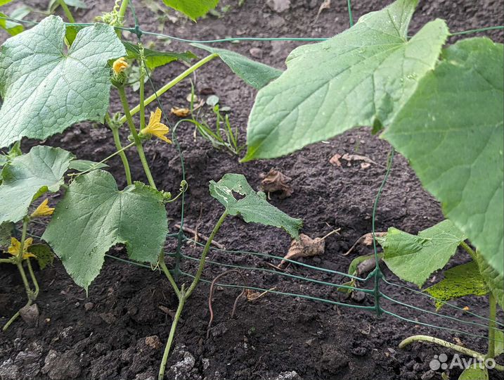 Сетка шпалерная для огурцов