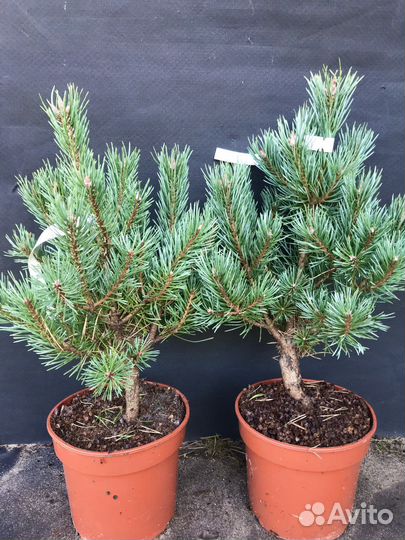 Сосна обыкновенная Ватерери