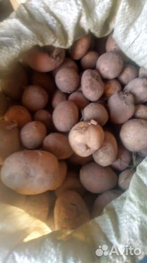 Картофель мелкий