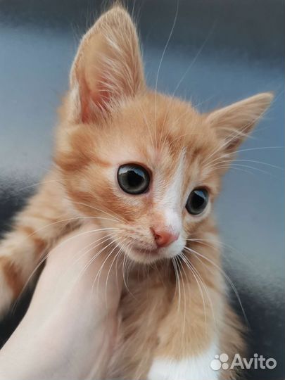 Рыжий мраморный котенок в добрые руки