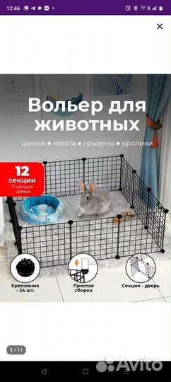 Декоративный кролик