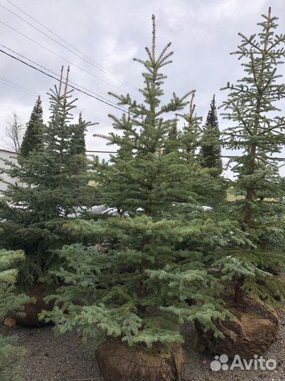 Ель голубая