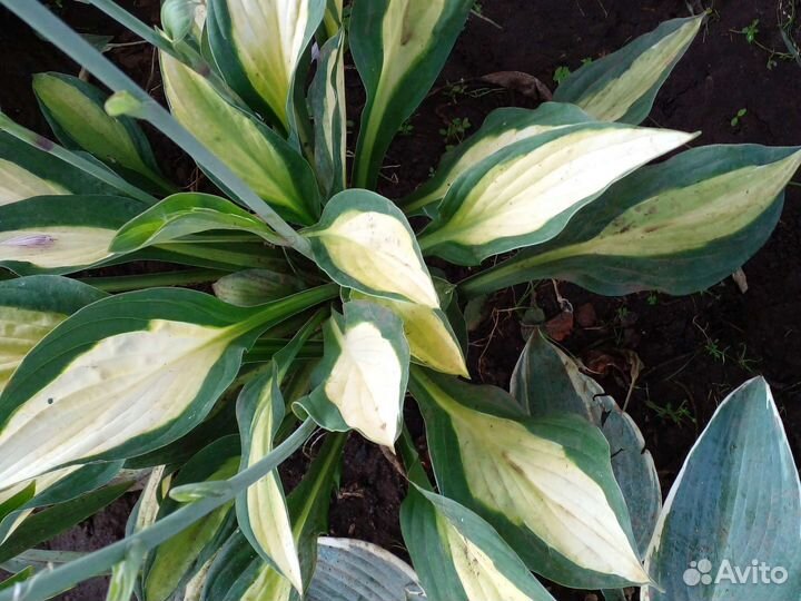 Хоста растение