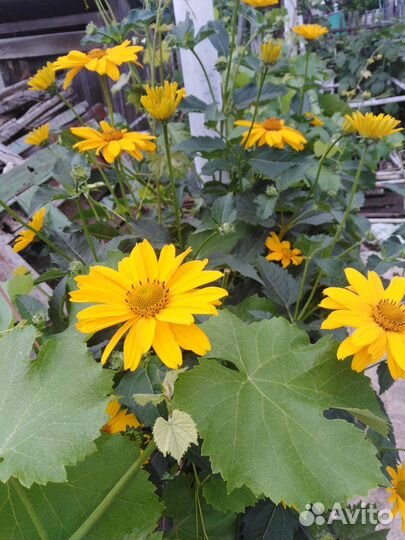 Рудбекия золотой шар, дороникум