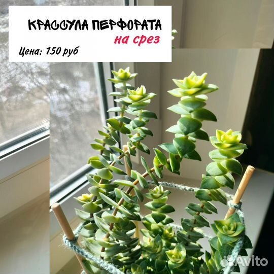 Суккуленты