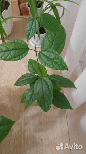 Клеродендрум