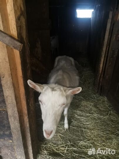 Коза дойная
