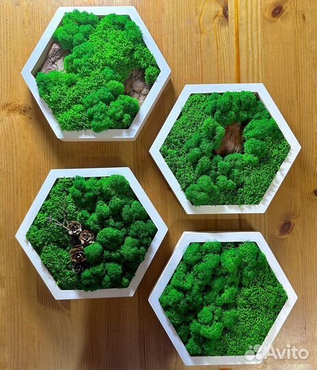 Картина из стабилизированного мха