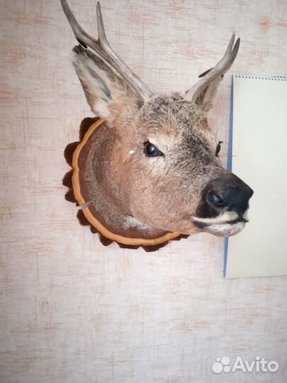 Чучело головы косули
