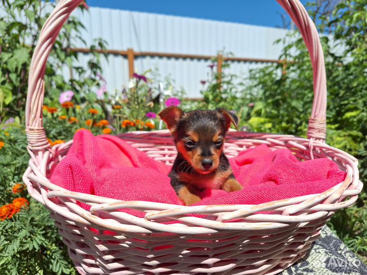 Йоркширский терьер