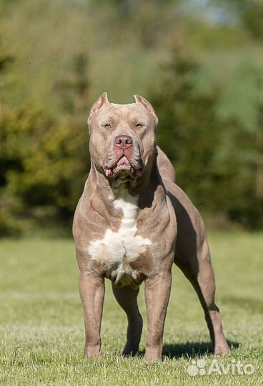 Американский булли xl