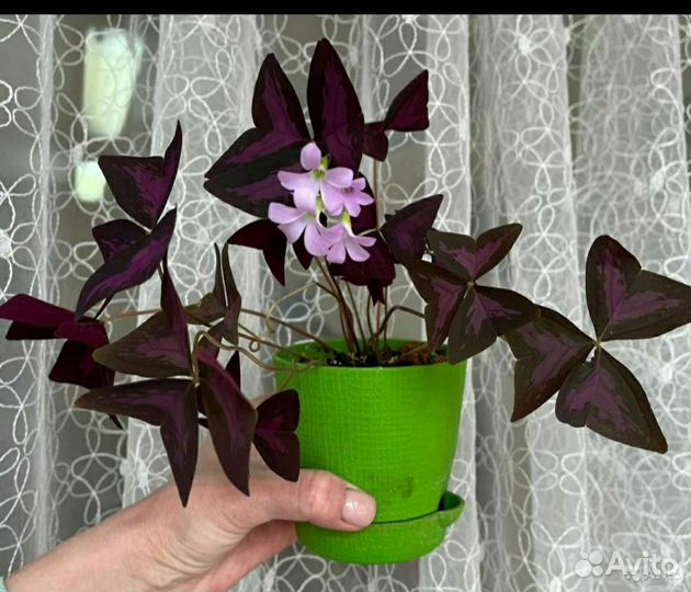 Батерфляй, кислица