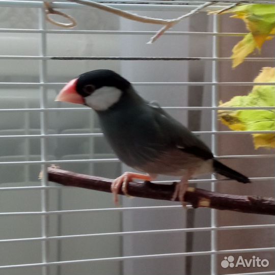 Рисовая амадина