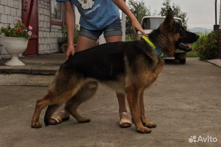 Щенки немецкой овчарки