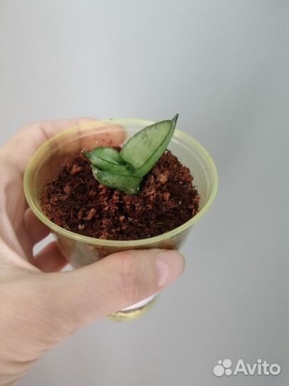 Сансевиерия Silver boncel мини