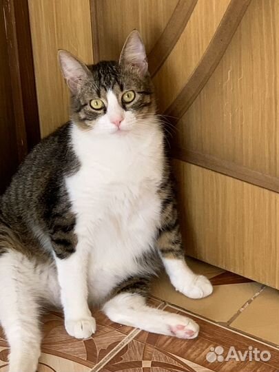 Кот Барсук-Малыш