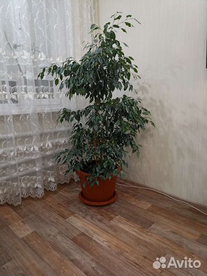 Фикус бенджамина 1,7 метр
