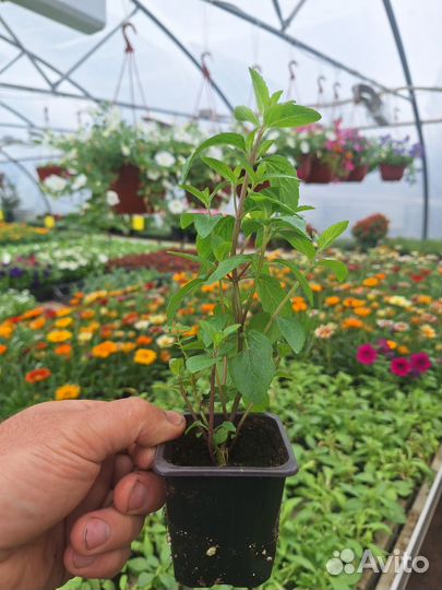 Розмарин Лаванда Мята Тимьян Чабрец рассада