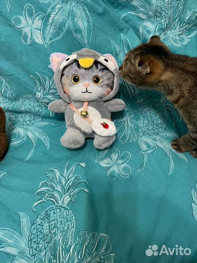 Котик кот игрушка