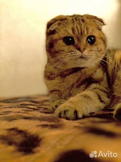 Британская золотая шиншилла