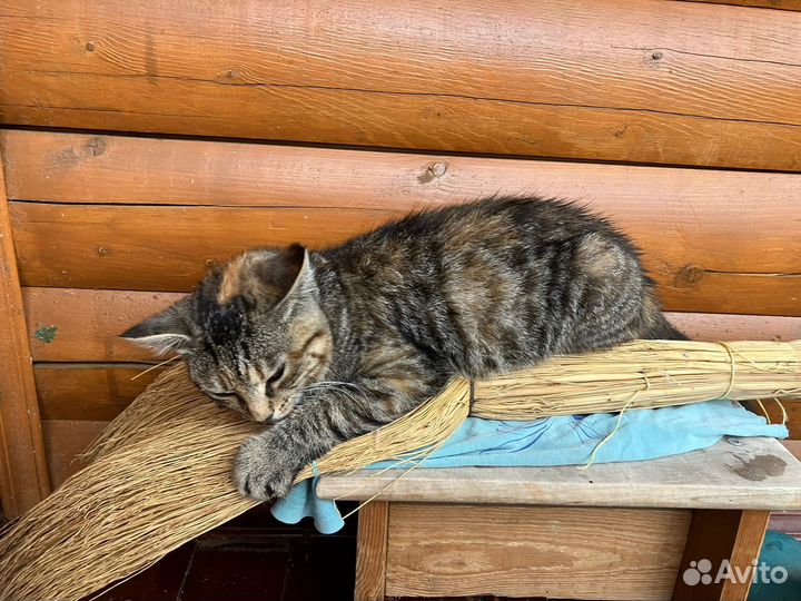 Кошечка в заботливые добрые руки