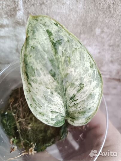 Сциндапсус Peasun