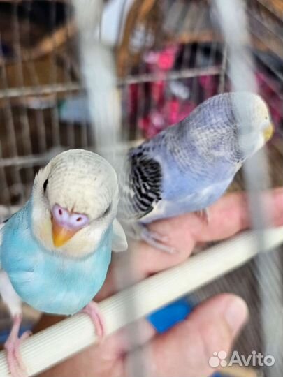 Волнистый попугай пара