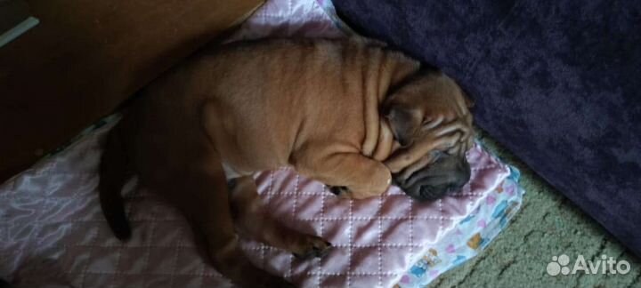 Щенки шарпей