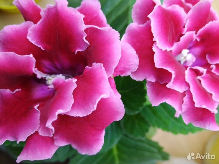 Глоксинии 4 расцветки Фиалка вишневая