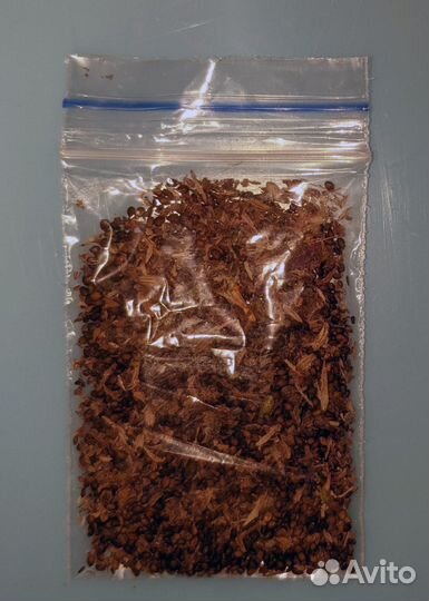 Семена шалфея лекарственного / 2000 шт./ 1 гр