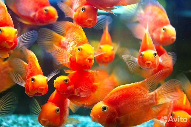 Попугай американский красный, зеленый, платина