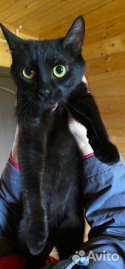 Коты подростки ищут дом