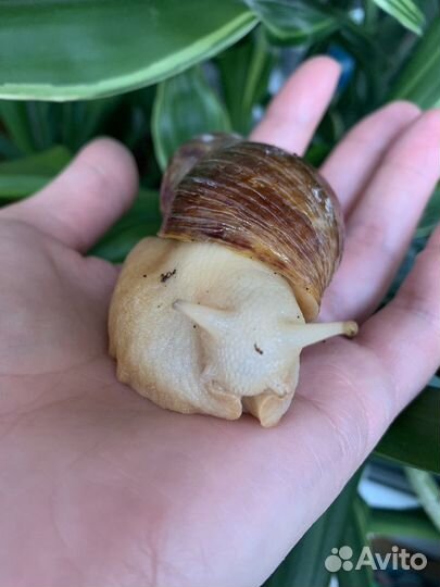 Улитки ахатины
