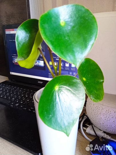 Домашние цветы