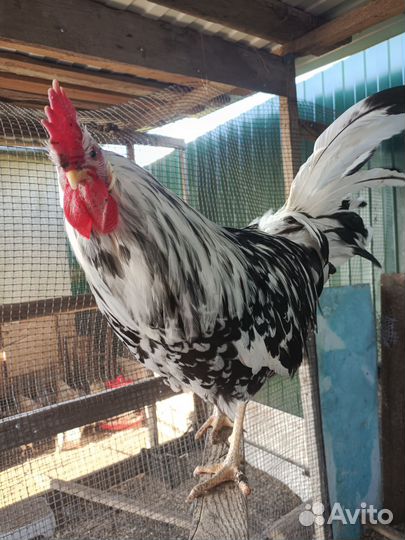Петух леггорн далматинец